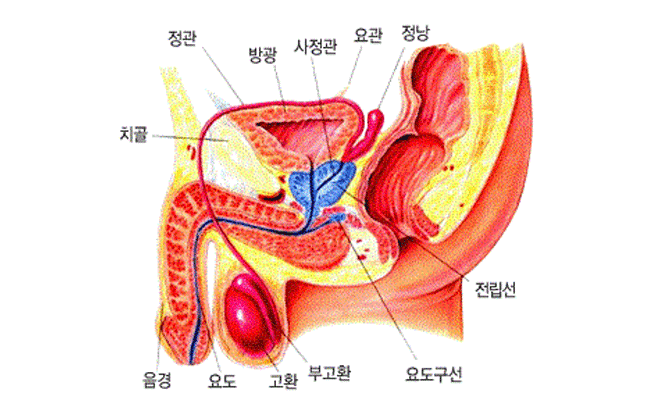 권비뇨기과 전립선